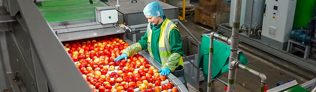 Pessoa trabalhando com seleção de frutas em uma packing house